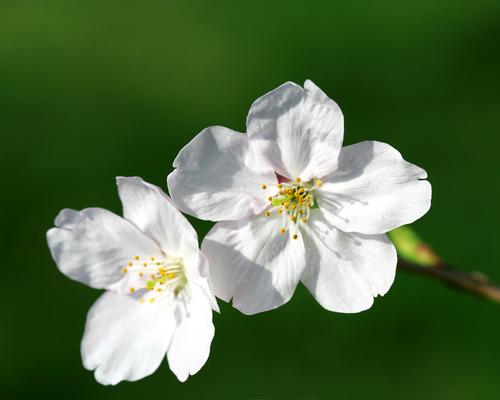 家中養哪種花對孕婦有益