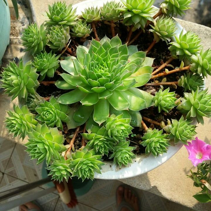 植物養護